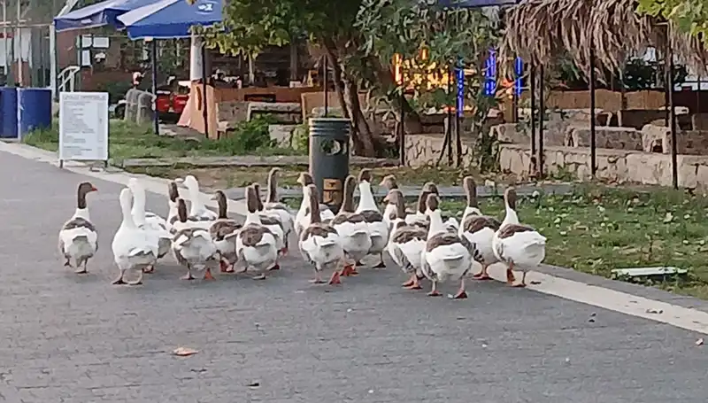 Denizde Yüzdükten Sonra Kazların Trajik Sonu: Gerçek Ne?