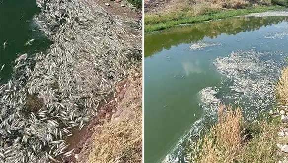 Karasu Çayı'ndaki Balık Ölümleri: Çevresel Felaketin Arkasındaki Sebepler Nelerdir?