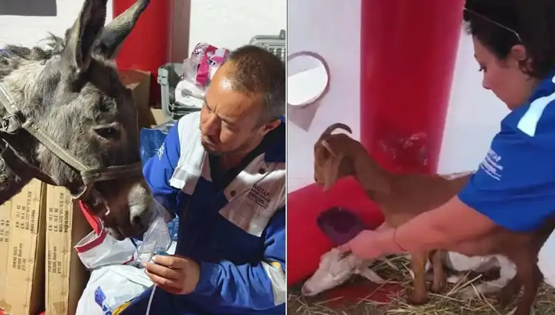 Yangından Etkilenen Eşeğe Oksijen Maskesi ile Hayata Dönüş Tedavisi