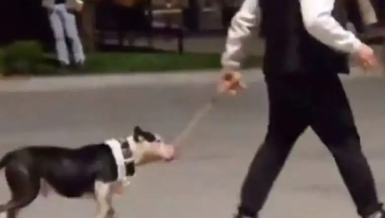 Ağızlıksız Pitbull, Başka Köpekleri Saldı: Sahibi Para Cezası ile Yüzleşt