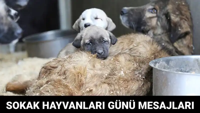 Dünya Sokak Hayvanları Günü: Sevgi ve Farkındalık İçin Bir Adım