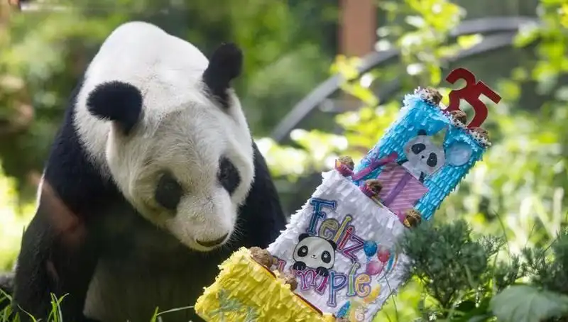 Dev Panda Xin Xin: Doğum Gününü Kutlarken Tüm Dünyayı Kendine Hayran Bıraktı