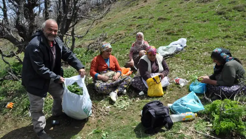 Doğanın Hazinesi: Kilosu 250 Lira Olan Bitkisel Kayıt