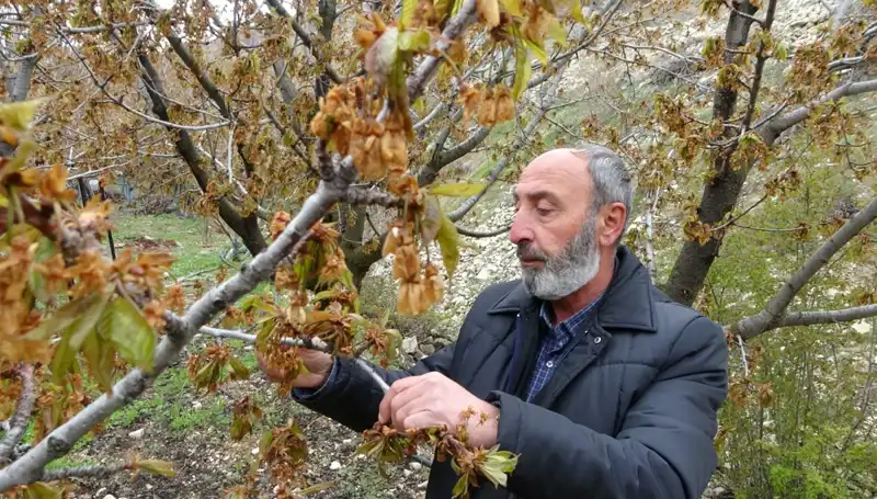 Zirai Don, Kiraz Üreticilerini Vurdu: Ciddi Kayıplar Bekleniyor!