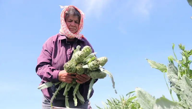 Tazecik Sebzeler Tezgahları Donatıyor: Tanesi 50 TL ile Marketlerde