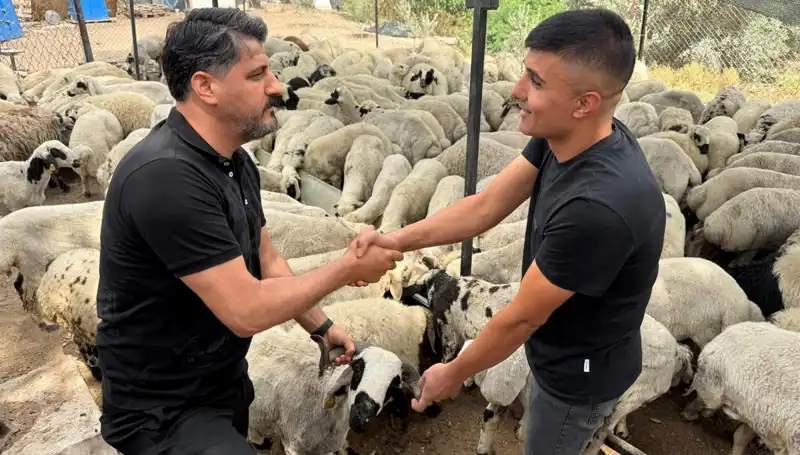 Kurbanlık Koyun Alırken Tuza Dikkat: Şişkinlik Belirtilerine Nasıl Dikkat Edilmeli?