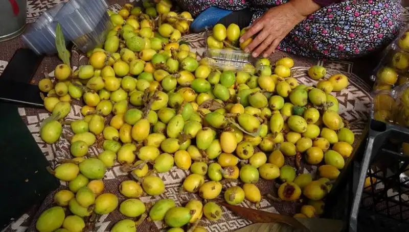 Bu Yıl Muşmula Hasadı Rekor Fiyatla Başladı: Kilo 150 TL!