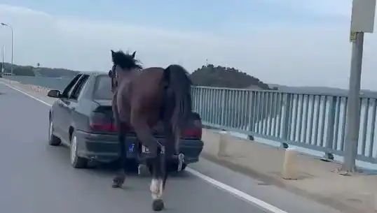 Adana'da Bir At Zorbalığı: Eziyet Eden Kişi Tutuklandı