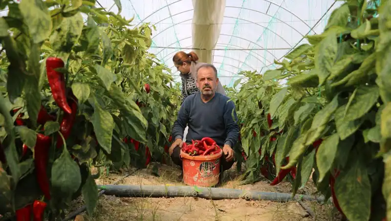 Fiyatı Yüzde 50 Artan Ürünün Arkasındaki Sebep Ne?