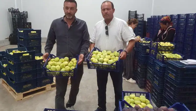 Mersinli Çiftçilerin Yüzü Güldü: 20 TL'den İhracata Başladılar