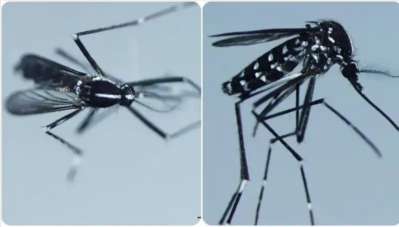 Chikungunya Virüsü: Nedir, Belirtileri ve Etkilediği Ülkeler