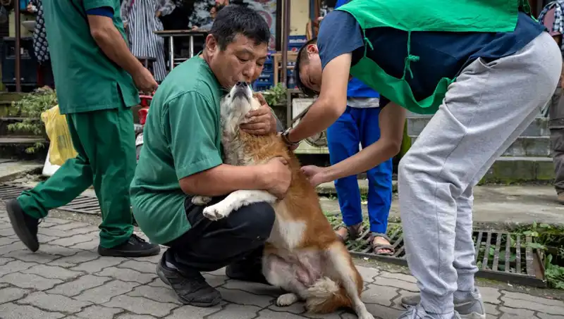 Filipinler'de Kuduz Alarmı: 2024'te 426 Kişi Hayatını Kaybetti