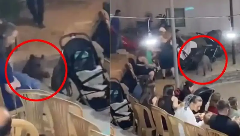 Düğün Esnasında Yaban Domuzu Saldırısı: Misafirler Panik İçinde Kaçtı