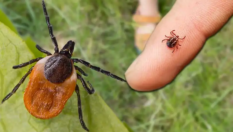 Kene Isırması: Tehlikeleri ve Alınması Gereken Önlemler Nelerdir?