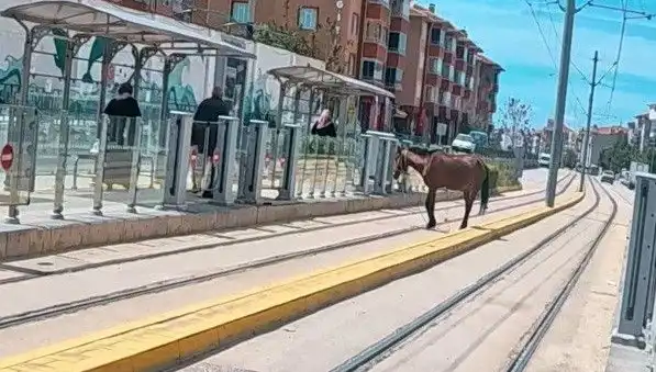Eskişehir'de Tramvay Raylarında Başına Buyruk Gezen At Görenleri Şaşırttı