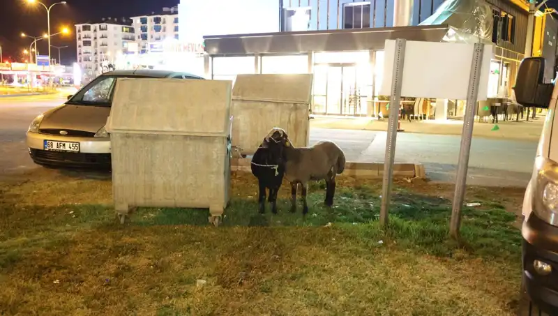 Yola Düşen "Mor Karaman" Koyunları: Doğanın Kollarında Terkedilmiş Hayvanlar