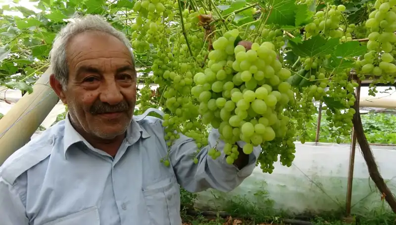 Zirai Donun Meyve Fiyatlarına Etkisi: İlk Ürünler 250 TL’den Satışta