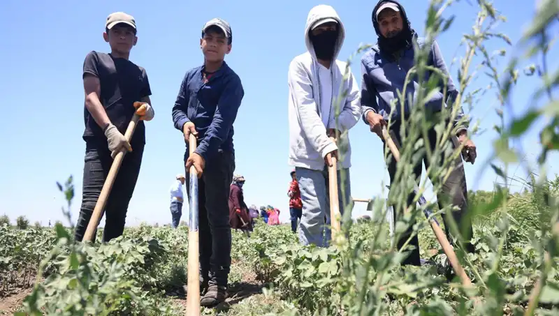 Sıcak Havalarda Zorlu Çalışma Koşulları: Yevmiye 650 TL Olacak mı?