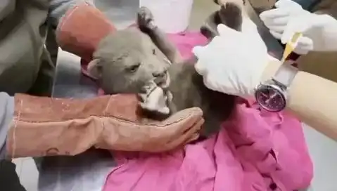 Karabük'te Yavru Bozayının Bulunması, Doğa Severleri Sevindirdi
