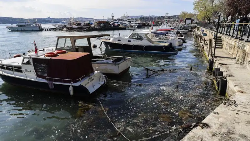 Müsilaj Sorunu Yeniden Gündemde: İstanbul'un Denizleri Tehlikede!