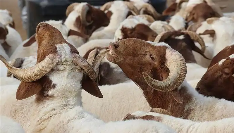 Akika Kurbanı Nedir? Yenir mi ve Hangi Zamanlarda Kesilir?