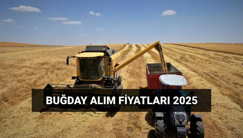 2025 Yılı Buğday Alım Fiyatları ve TMO'dan Son Duyurular