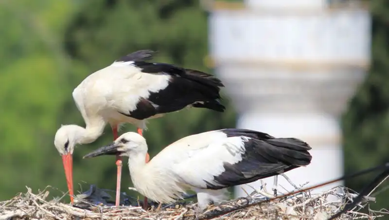 Leylek Köyü: Yaren Leyleği Kıskandıran 8 Kat Fazla Yuva
