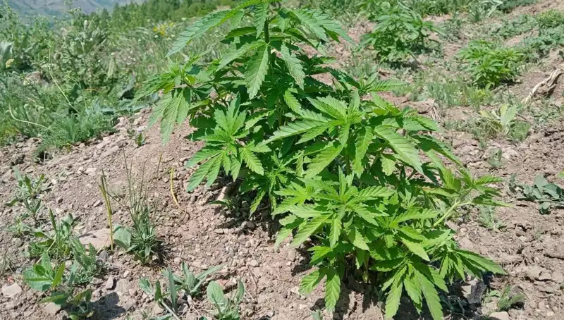 Bingöl'de Kenevir ve Kaçak Tütün Operasyonunda Çarpıcı Detaylar