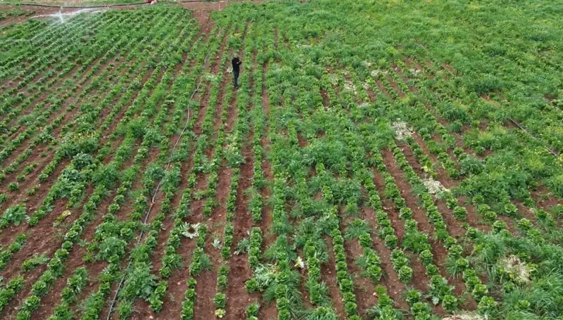 Kuraklık, Marul Hasadını Tehdit Ediyor: Üreticiler Ne Yapmalı?
