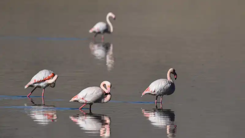Kuş Cennetinde Kuraklık: Flamingo Nüfusu Kritik Düşüşte