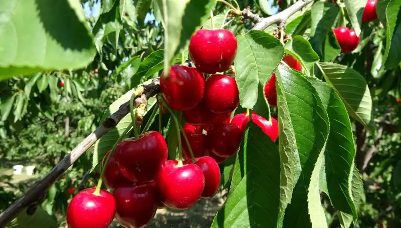 Çay Bardağına Sığmayan Bereket: Çay Hasadı Coşkusu Başladı