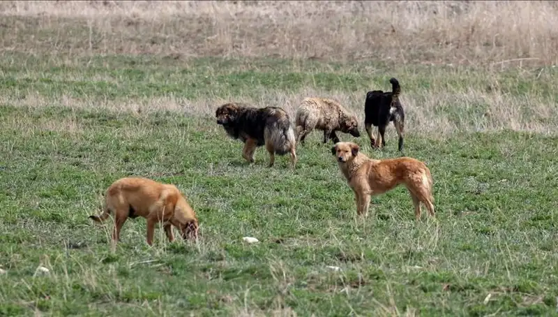 Ankara'da Sahipsiz Köpek Kararı: Barınaklara Bırakmanın Cezası 71 Bin Lira!