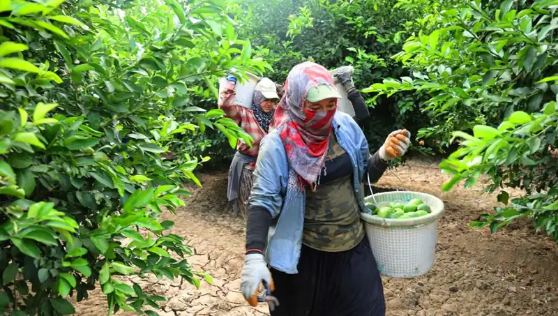 Markette Domates Fiyatları Uçuşa Geçti: Düşüş Mü Geliyor?