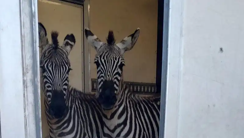 Sınır Kontrolünde Şaşırtan Yakalama: Minibüs İçinden 2 Zebra, 6 Maymun ve Daha Fazlası!