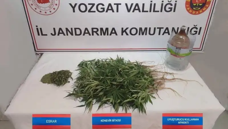 Yozgat’ta Yasadışı Kenevir Operasyonu: 40 Kök Ele Geçirildi