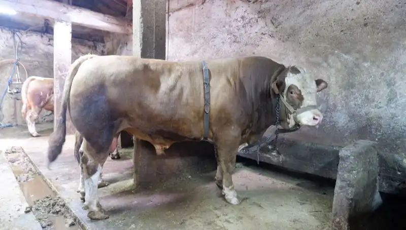 Tam 1 Ton 200 Kilo! Bu Ürün Alıcısını Buldu ve Fiyatı Şaşırttı