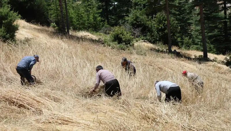Teknolojinin Ulaşamadığı Tarla: Ellik ve Orakla Hasat Heyecanı Başladı