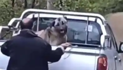 Trabzon'da Köpeğe Uygulanan Şiddet, Herkesin Yüreğini Dağladı