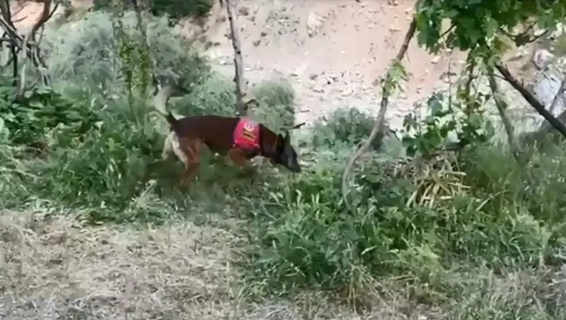 Gizli Esrar Nehrin Kenarında Bulundu: Dedektör Köpeğin Başarısı!