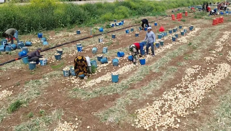 Soğan Hasadı Başladı: Fiyatlar Düşüşe Geçti, Pazar Beklentileri Değişti