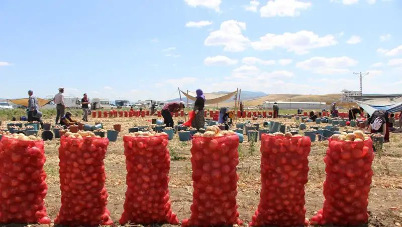 Amasya Elması, Avrupa ve Rusya Pazarında Kendine Yer Buluyor