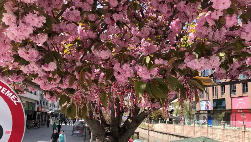 Süs Erik Ağacına Martenitsa Bağlandı: Geleneksel Bir Kutlama