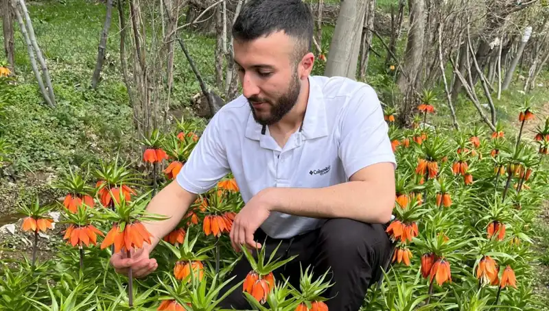 "Ağlayan Gelin: 20 Gün Mümkün, Koparanlara 244 Bin TL Ceza!"