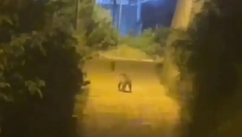 Gümüşhane’de Şehir Merkezine İnerek Şok Saran Ayı Olayı