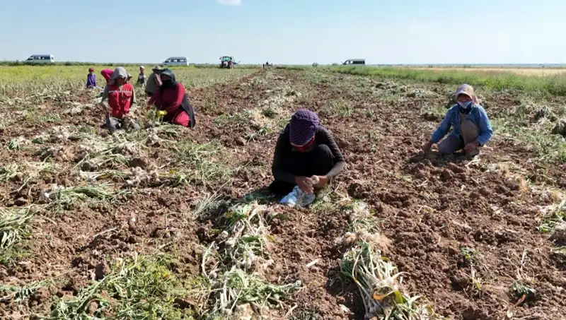 Rusya, Almanya ve İspanya'da Antibiyotik Üretiminde Hasat Sevinci