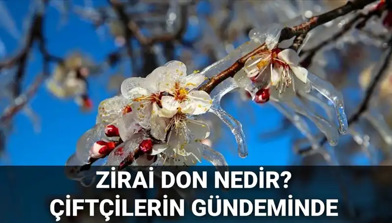 Çiftçiler İçin Tehdit: Zirai Don Nedir ve Hangi İlleri Etkiliyor?