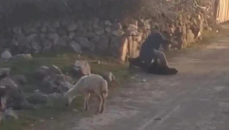 Koyuna Eziyet Eden Şahıs Yakalandı, Hayvan Hakları Savunucuları Tepki Göstermekte