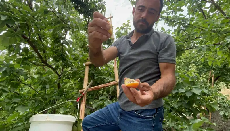 Türk Mutfağının Gizli Lezzeti: 50 TL ile 70 TL Arasında Alıcı Buluyor!