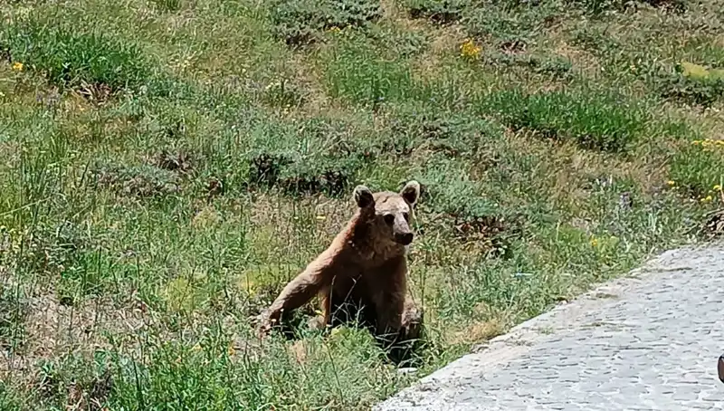 Nemrut Dağı'na Gidenlere Bozayı Uyarısı: Dikkat Edilmesi Gerekenler