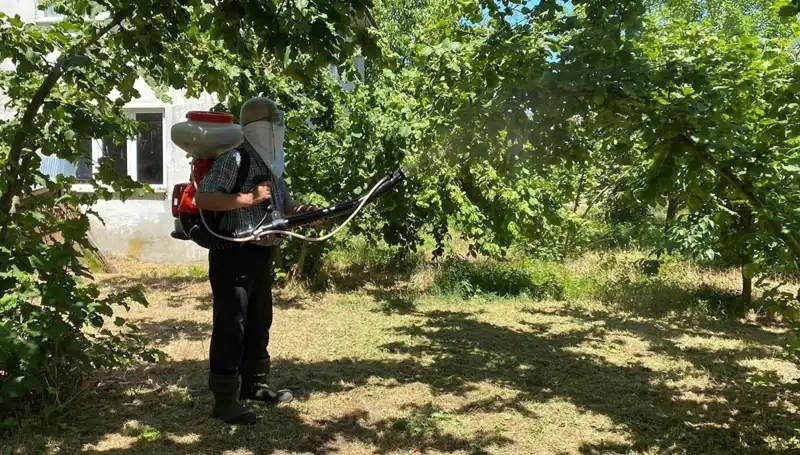 Çiftçinin Umudu: Kükürt ile Samuray Arısının Silahları Mücadele Ediyor!